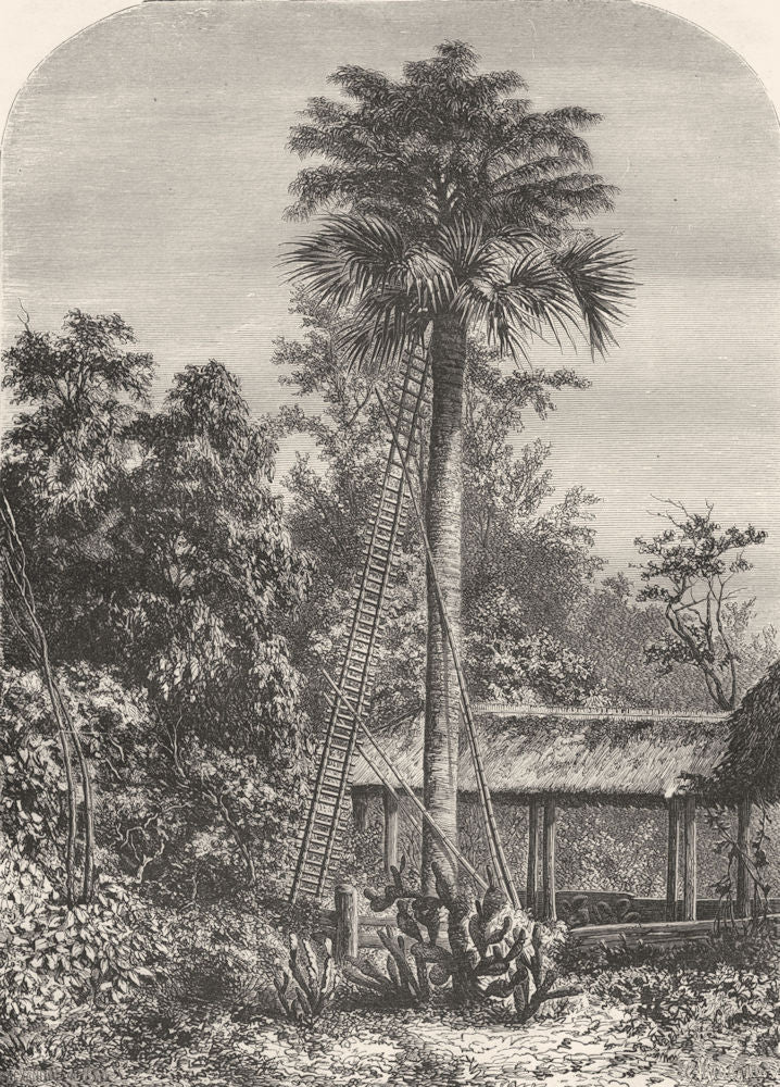 INDIA. Palm tree in Great Andaman 1870 old antique vintage print picture